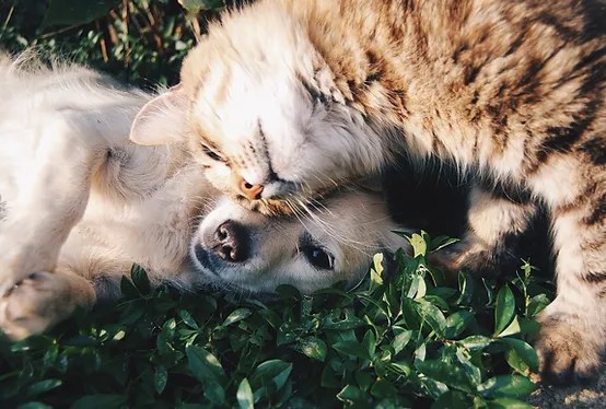 Hund och katt kelar med varandra.