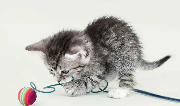 Kattunge leker med en leksak.